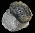 Austerops (Phacops) Trilobite - Multi-Toned Shell #40135-3